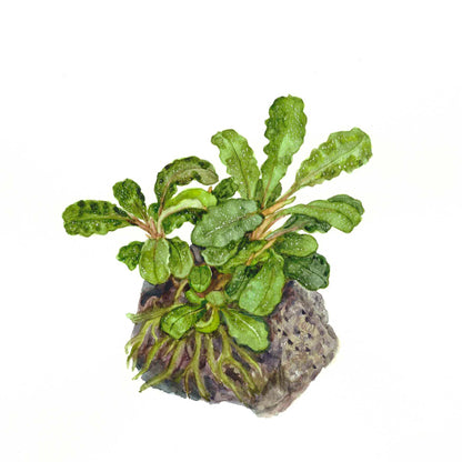 Bucephalandra Wavy Green on Lava Rock Tropica