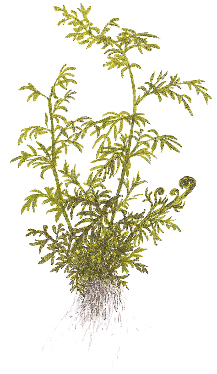 Ceratopteris thalictroides Water Sprite Tropica