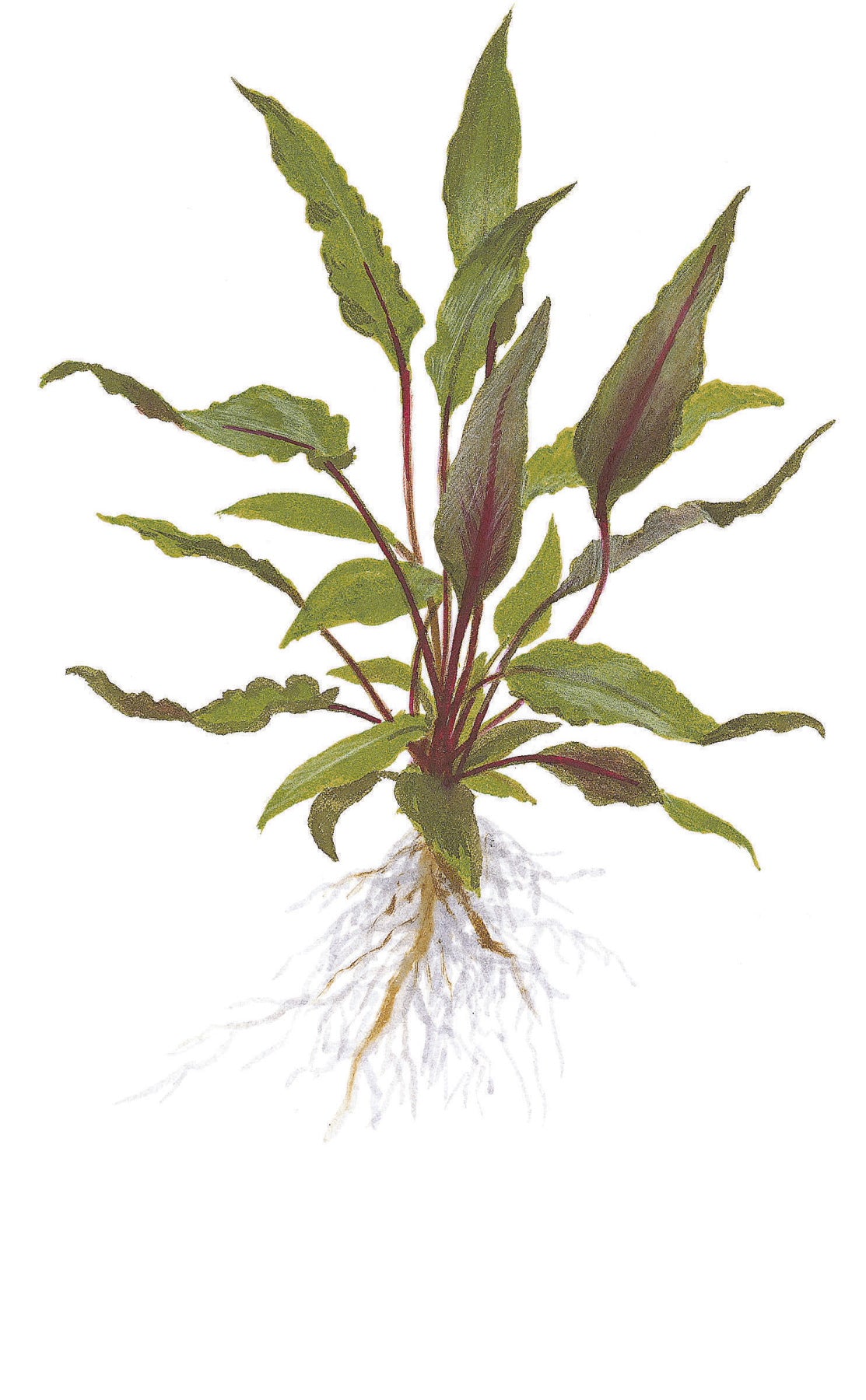 Cryptocoryne beckettii 'Petchii' Tropica (Single Package)