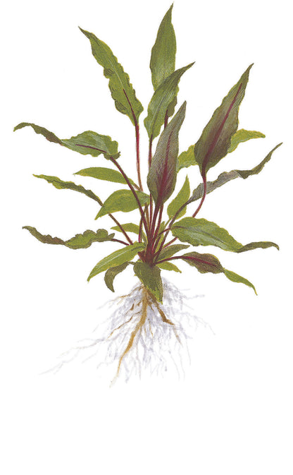 Cryptocoryne beckettii 'Petchii' Tropica (Single Package)
