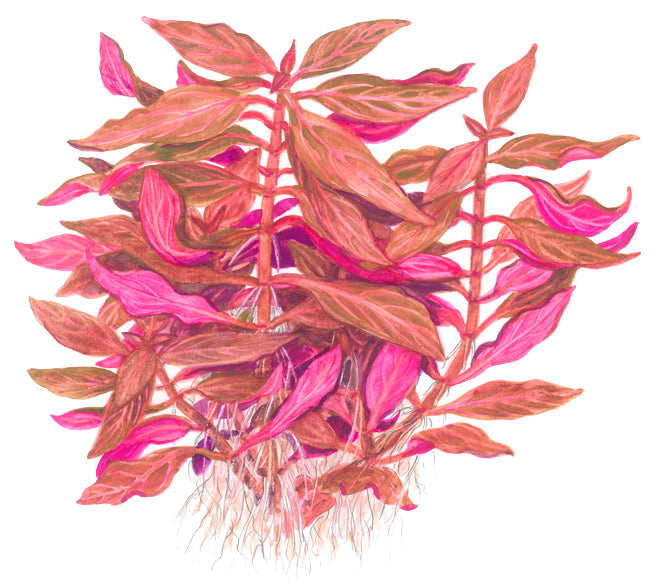 Alternanthera reineckii Rosanervig Tropica
