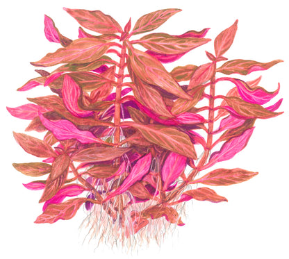 Alternanthera reineckii Rosanervig Tropica