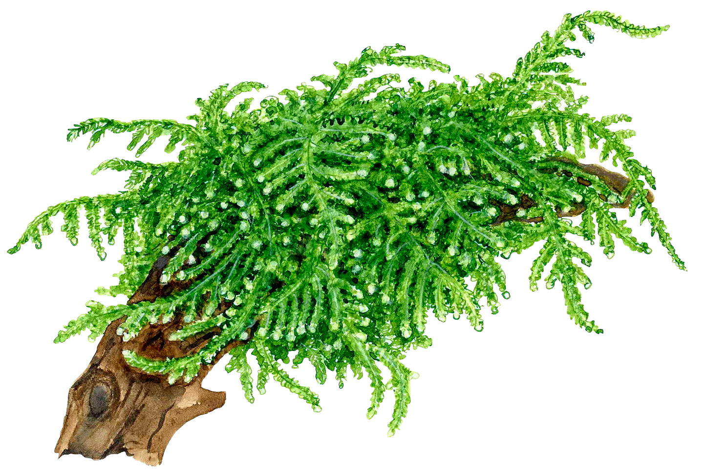 Tropica Vesicularia ferriei Weeping Moss PORTION