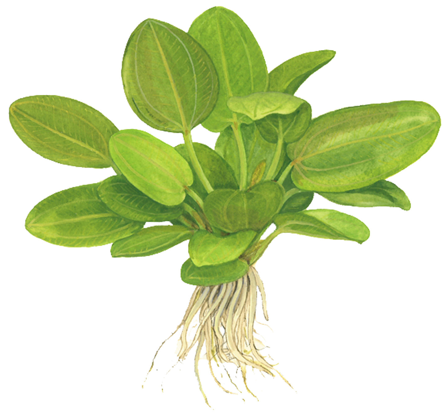 Echinodorus Aquartica Tropica