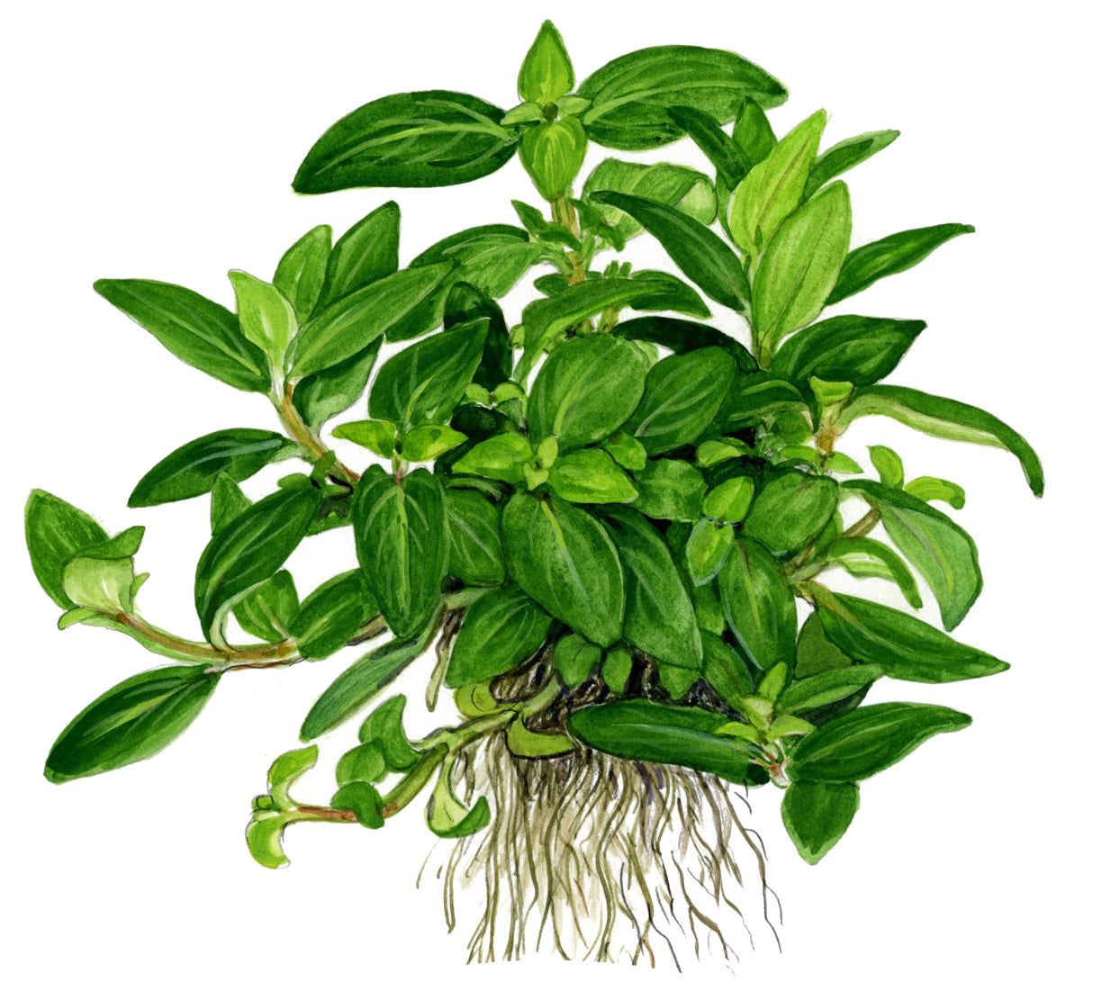 Staurogyne repens Tropica