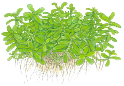 Bacopa 'Compact' Tropica (Single Package)