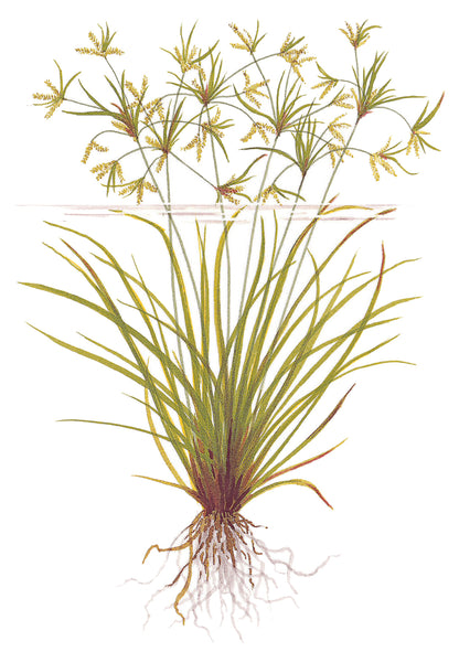 Cyperus helferi Tropica