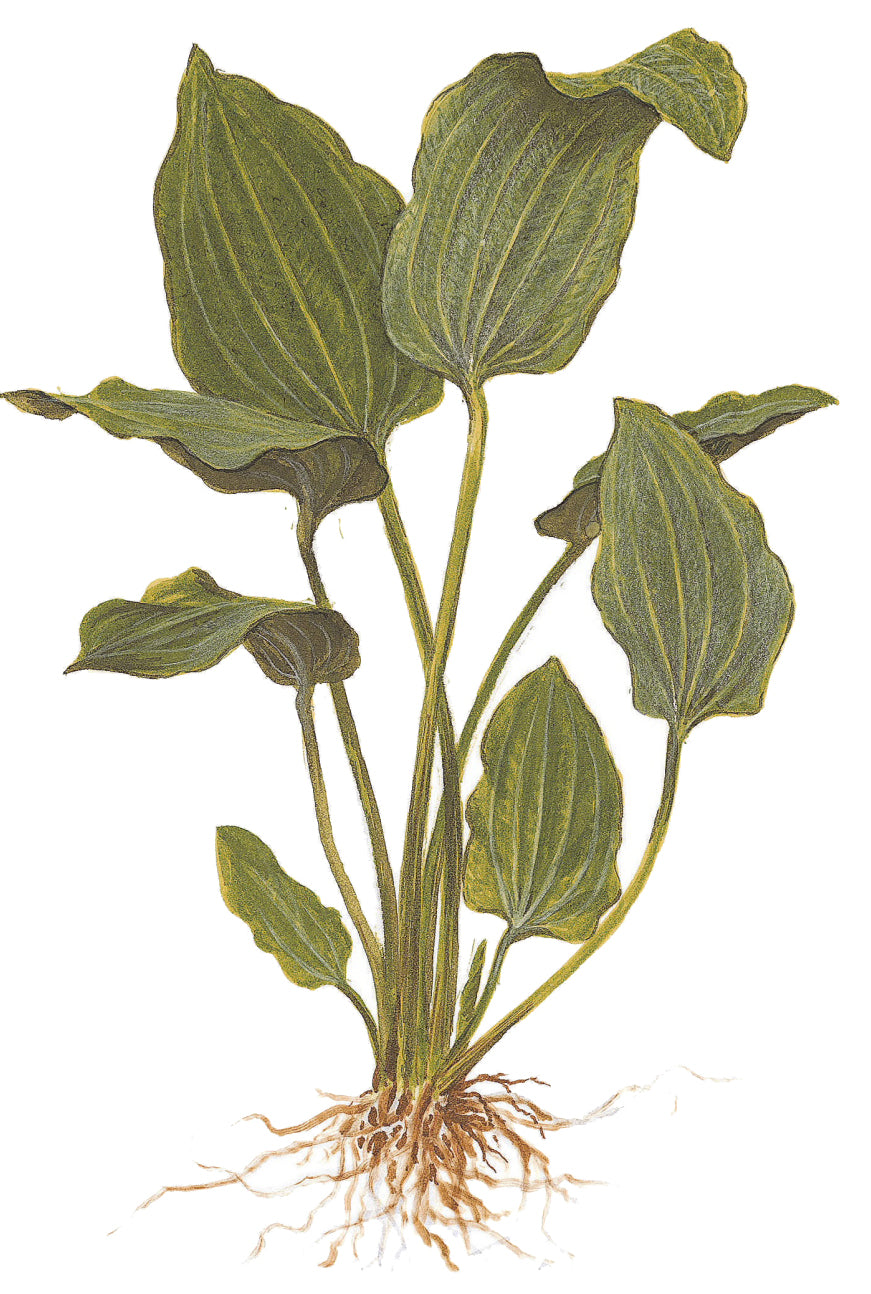 XL Echinodorus palifolius Tropica