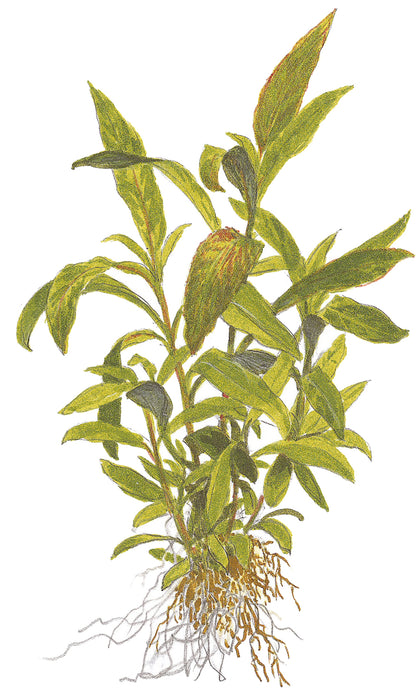 Hygrophila Siamensis 53B Tropica