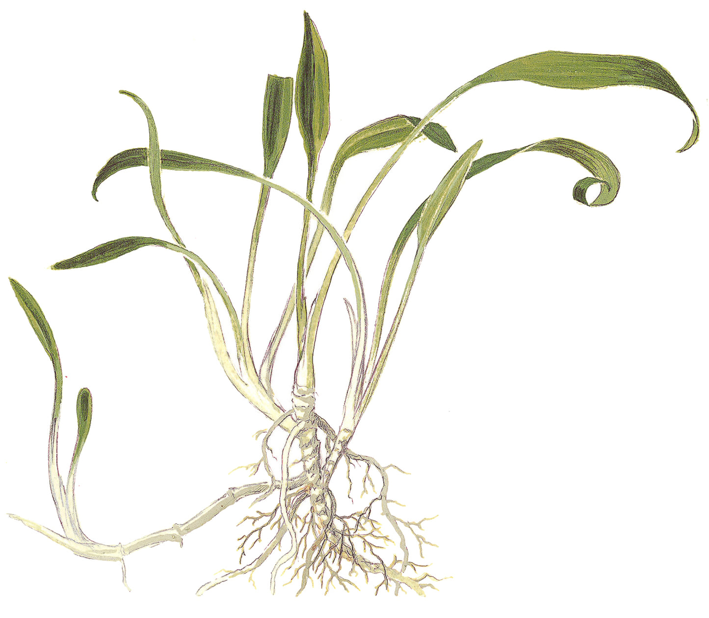 Cryptocoryne parva Tropica