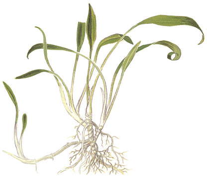 Cryptocoryne parva Tropica