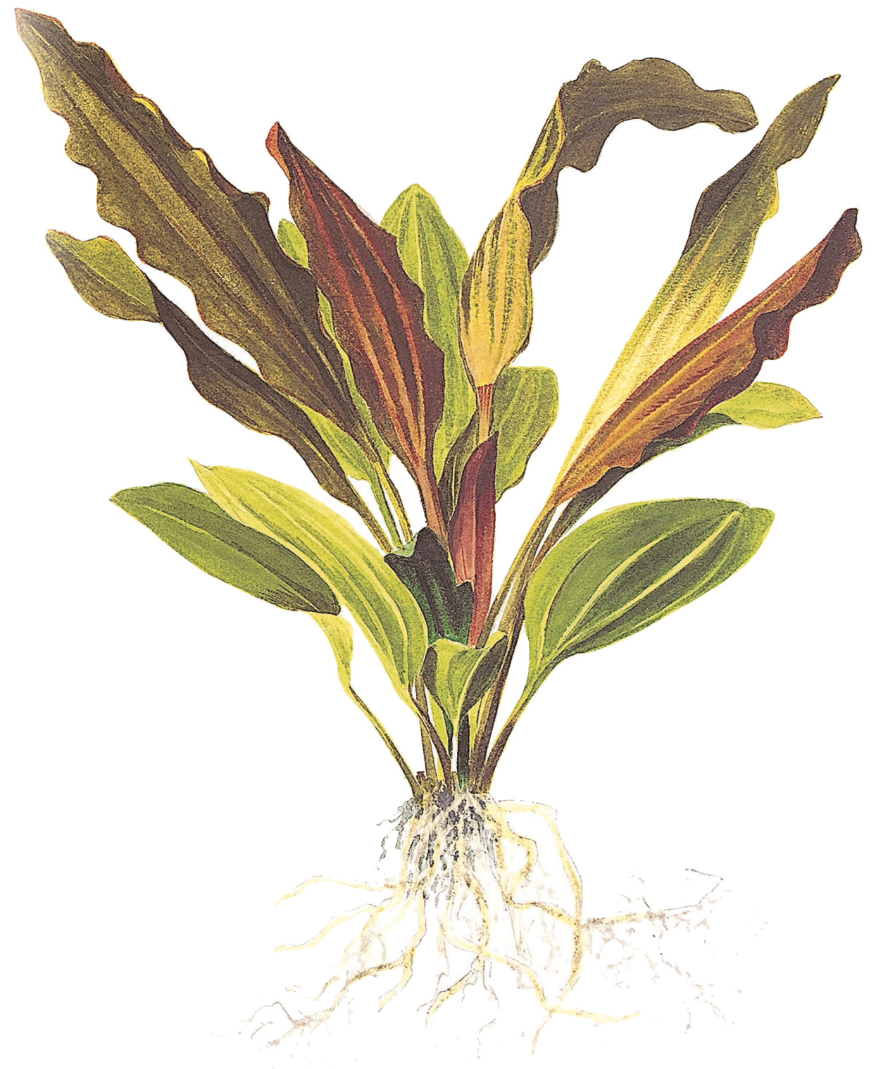 XL Echinodorus Rosee Tropica