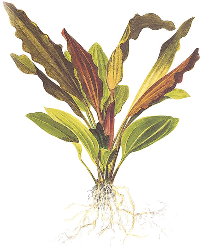 XL Echinodorus Rosee Tropica