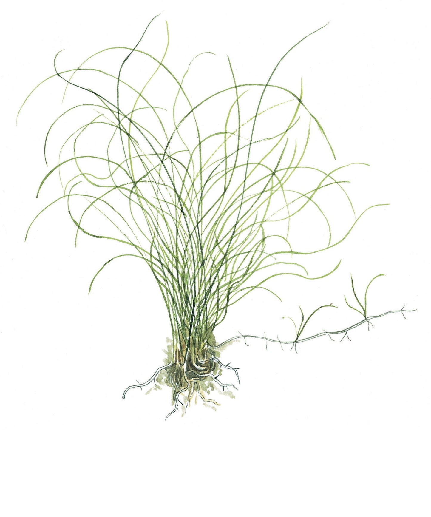 Eleocharis parvula Tropica