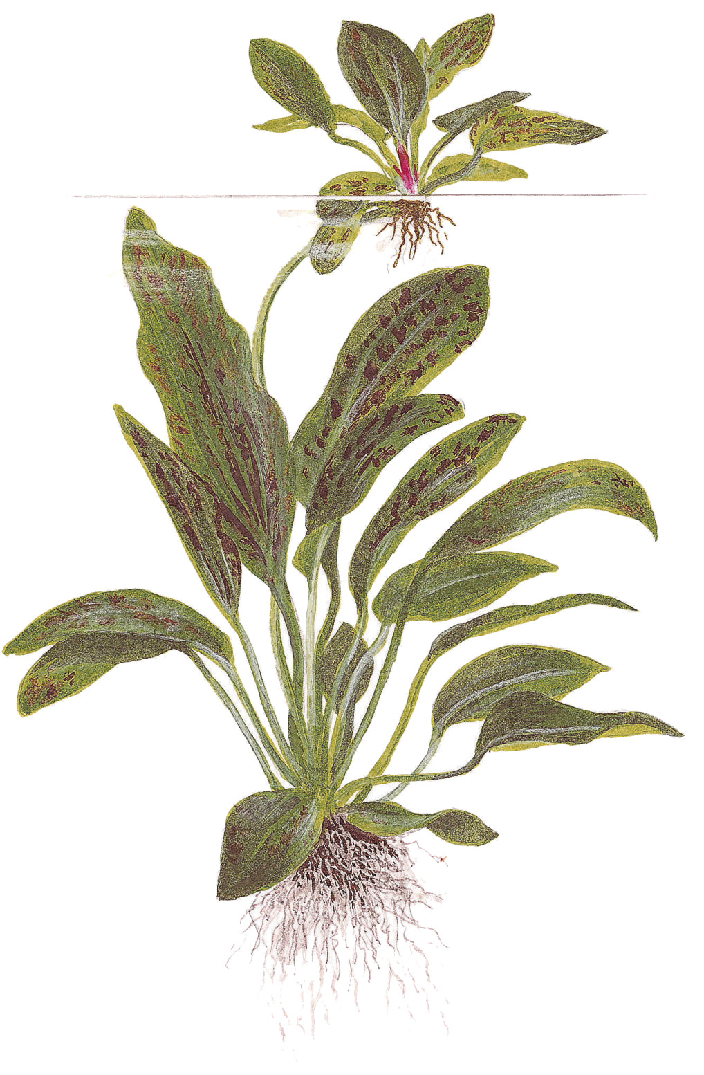 Echinodorus Ozelot Green Tropica