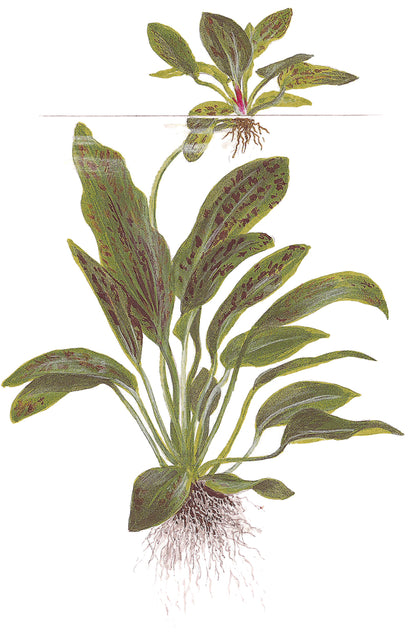 Echinodorus Ozelot Green Tropica