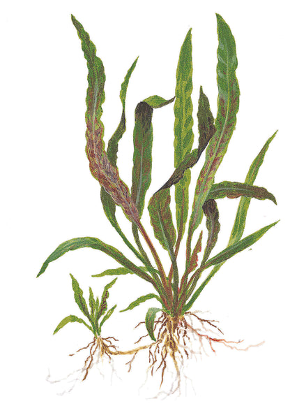 Cryptocoryne albida 'Brown' Tropica