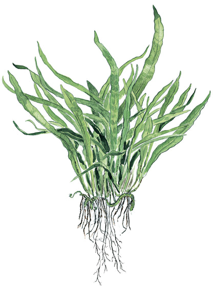 Microsorum pteropus 'Narrow' Tropica (Single Package)