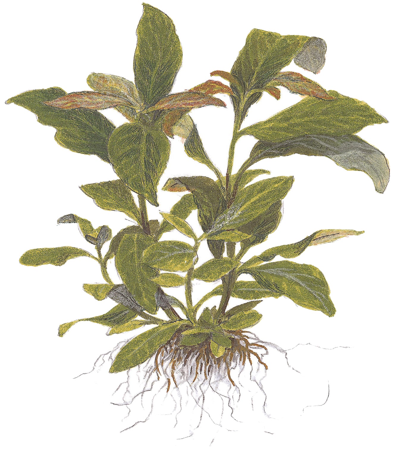 Hygrophila costata Tropica