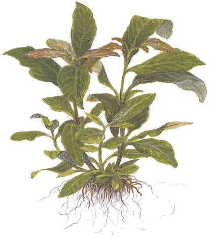 Hygrophila costata Tropica