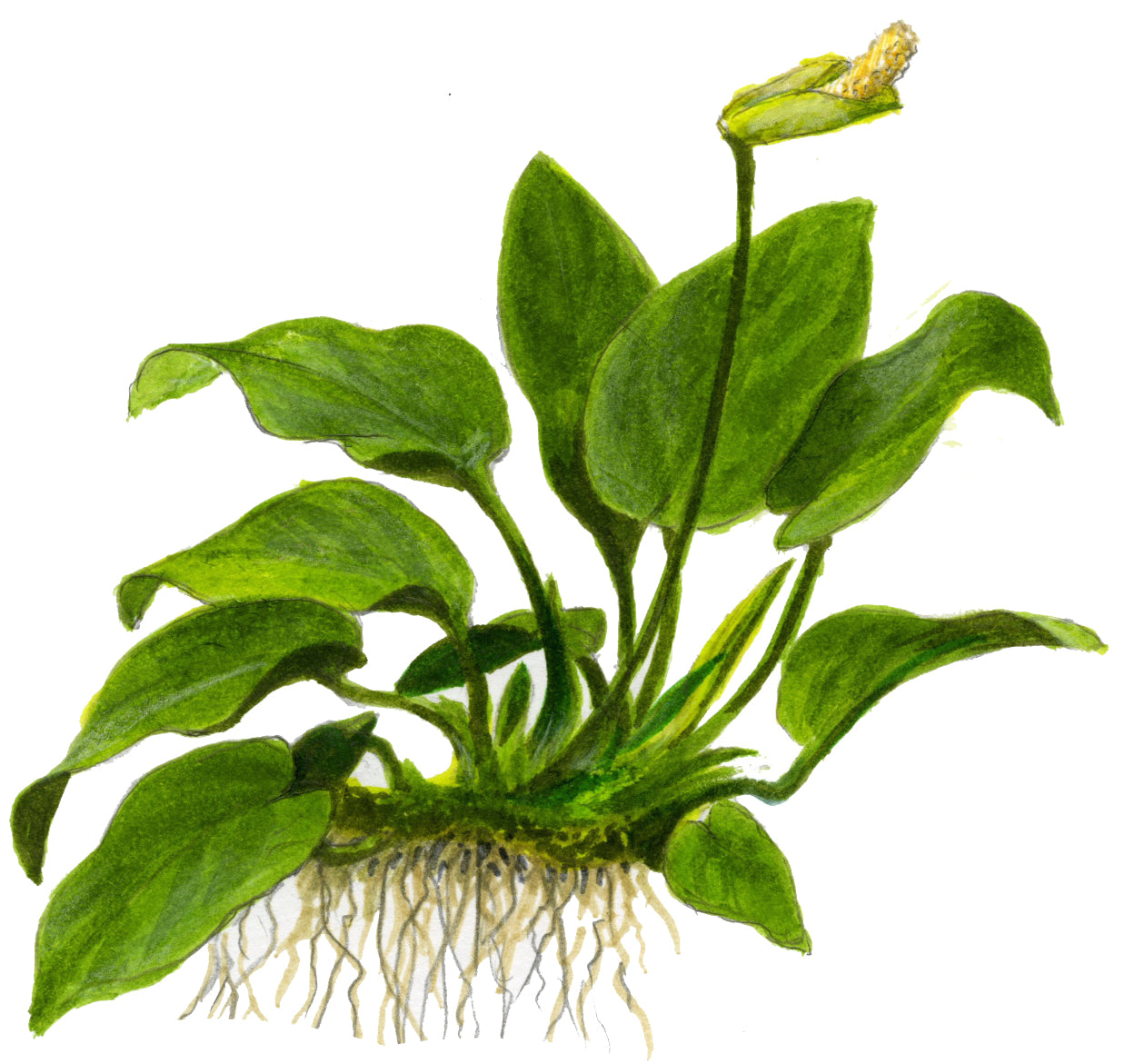 Anubias nana on Lava Rock Tropica
