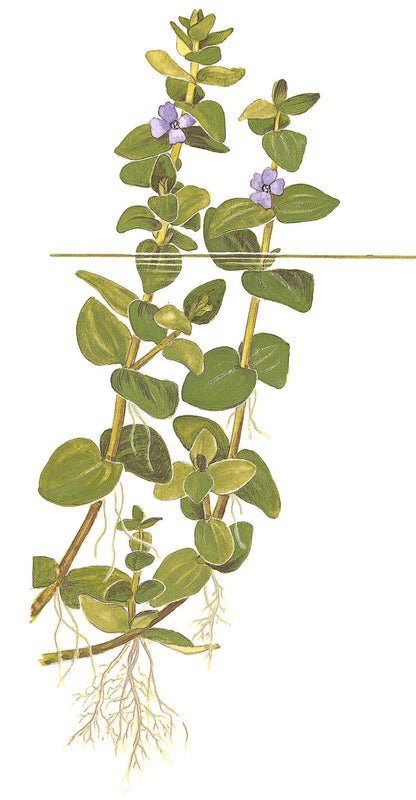 Tropica Bacopa caroliniana Mini Pot