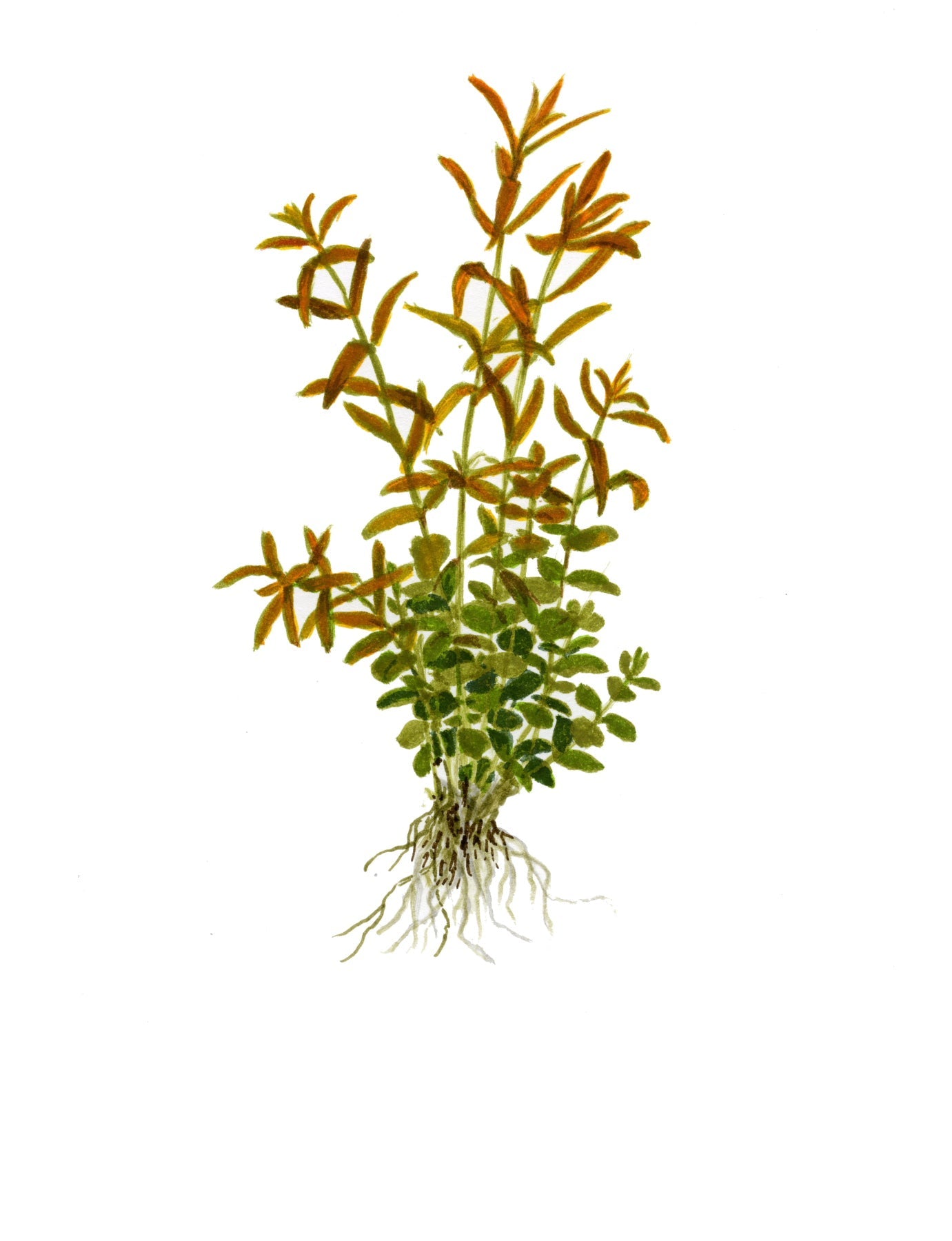 Tropica Rotala rotundifolia Mini Pot