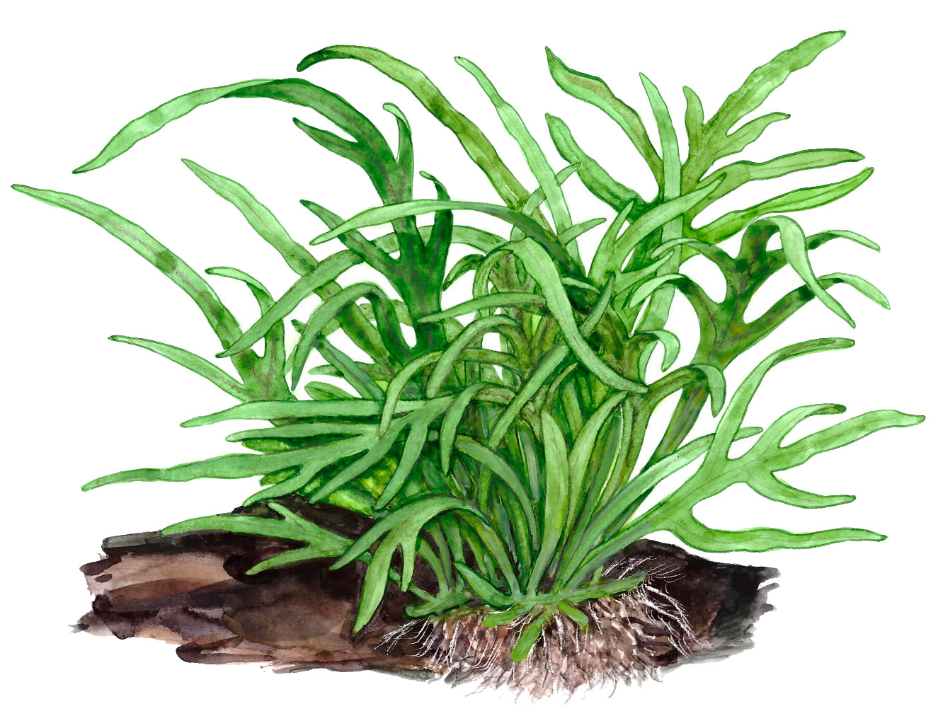 Microsorum pteropus Trident Tropica Java Fern