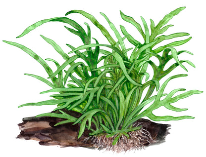 Microsorum pteropus Trident Tropica Java Fern