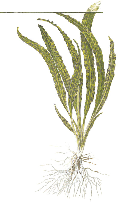 Cryptocoryne crispatula Tropica