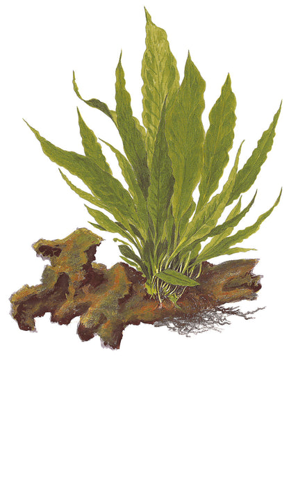 Microsorum pteropus Java Fern on Lava Rock Tropica