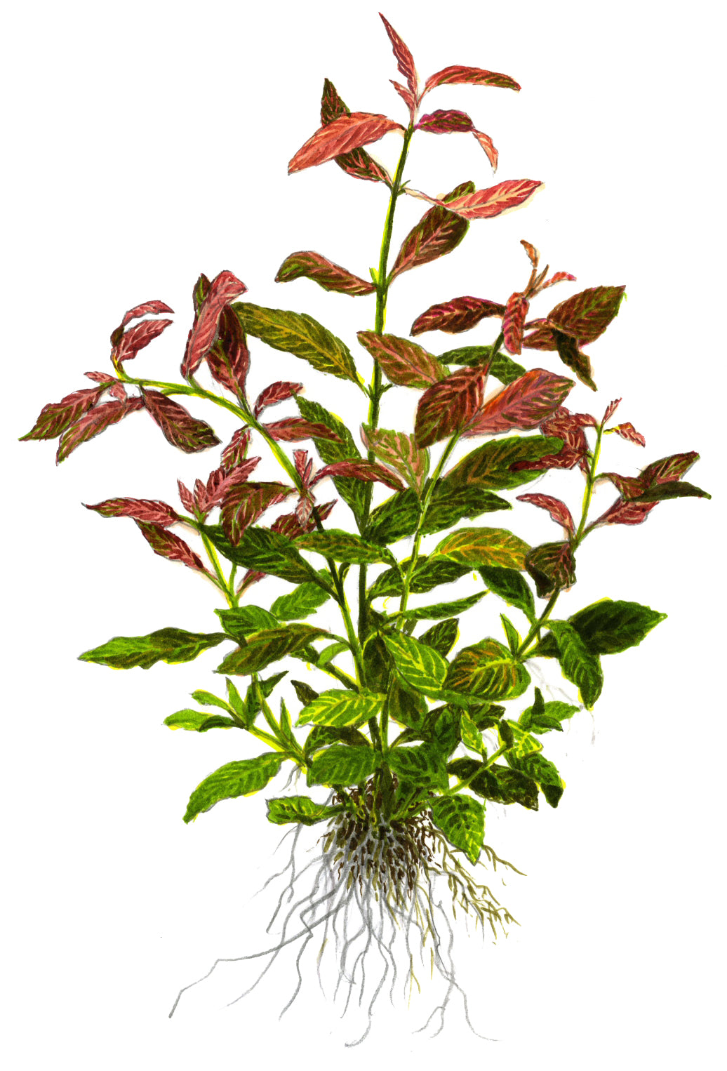 Hygrophila polysperma Rosanervig Tropica