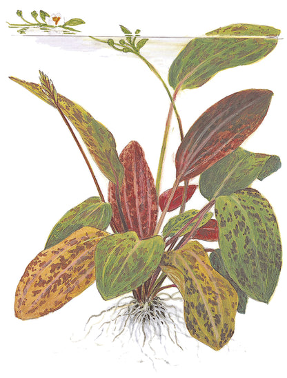 Echinodorus Ozelot Tropica