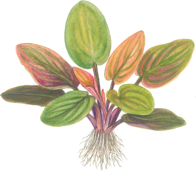 Lagenandra meeboldii 'Red' Tropica