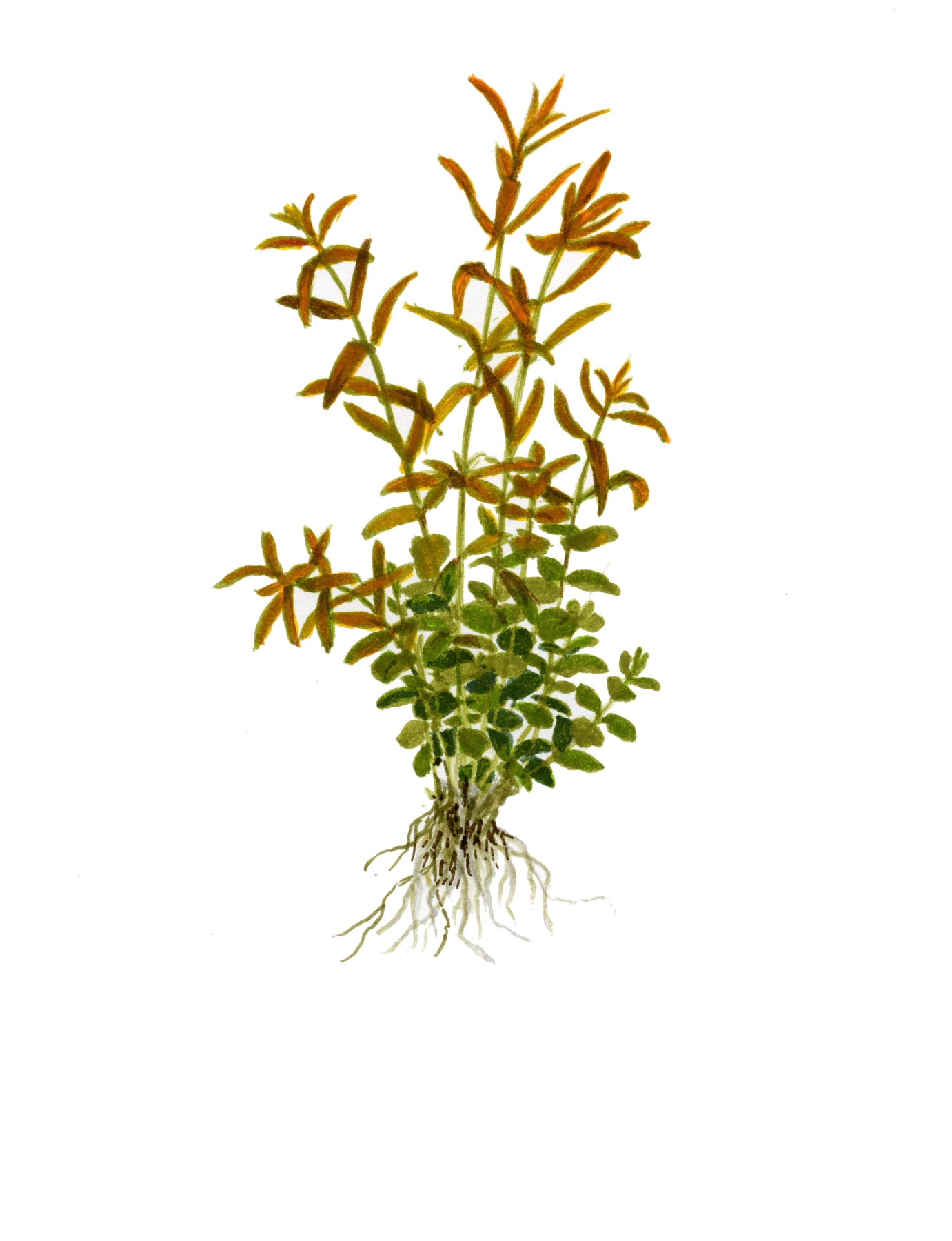 Rotala rotundifolia Tropica (Single Package)