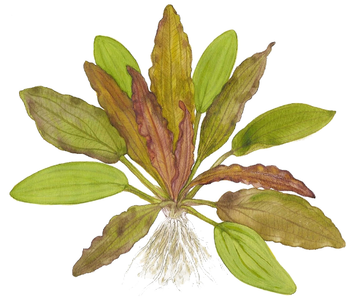 Echinodorus Red Diamond Tropica