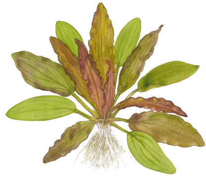 Echinodorus Red Diamond Tropica