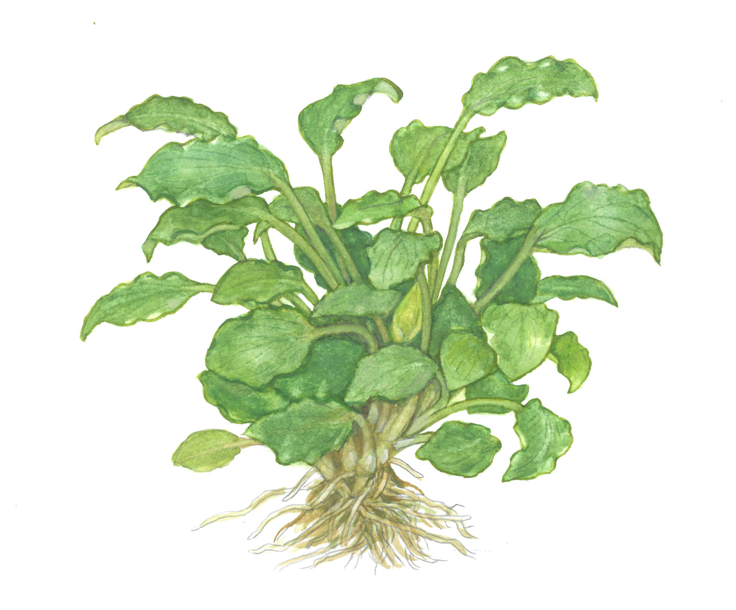 Dennerle Schismatoglottis prietoi Plant-It