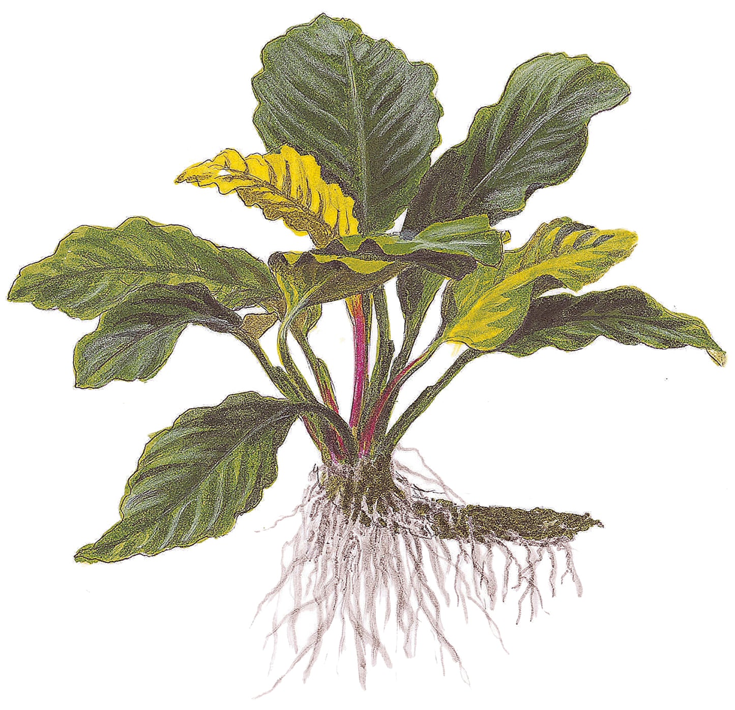 Anubias barteri Coffeefolia Tropica