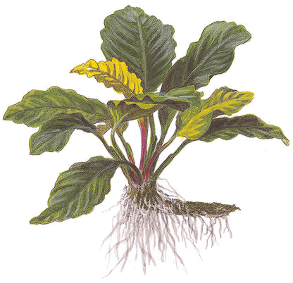 Anubias barteri Coffeefolia Tropica