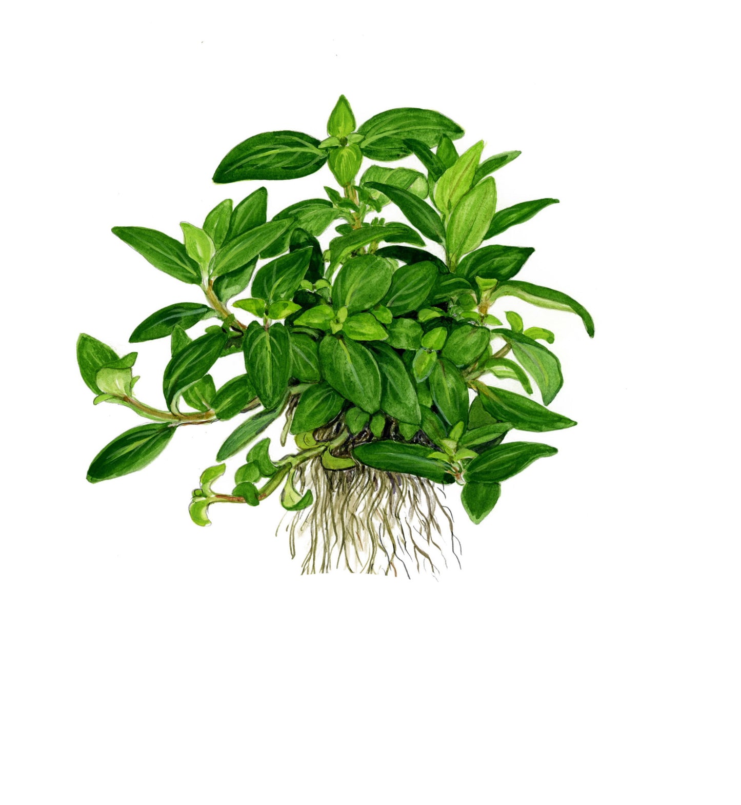 Staurogyne repens Tropica (Single Package)