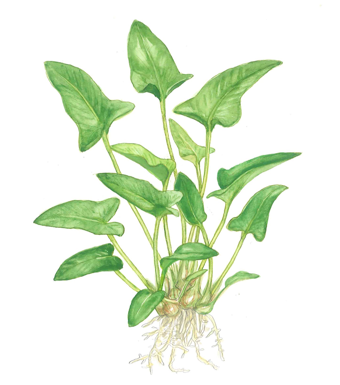 Anubias gracilis Tropica