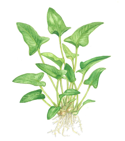 Anubias gracilis Tropica