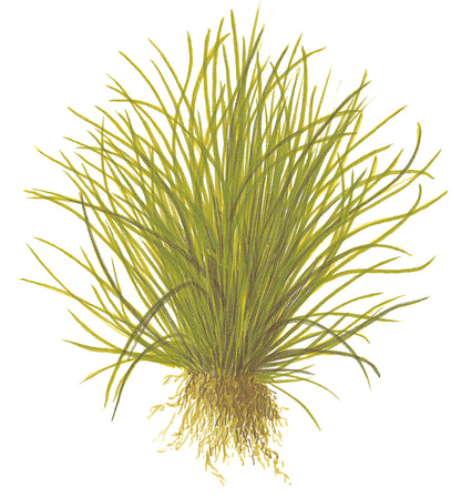 Aquafleur Lilaeopsis mauritiana Easy Grow