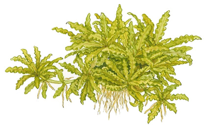 Pogostemon helferi Tropica