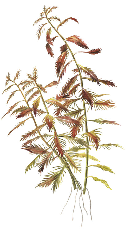Tropica Proserpinaca palustris 'Cuba' 1-2-GROW
