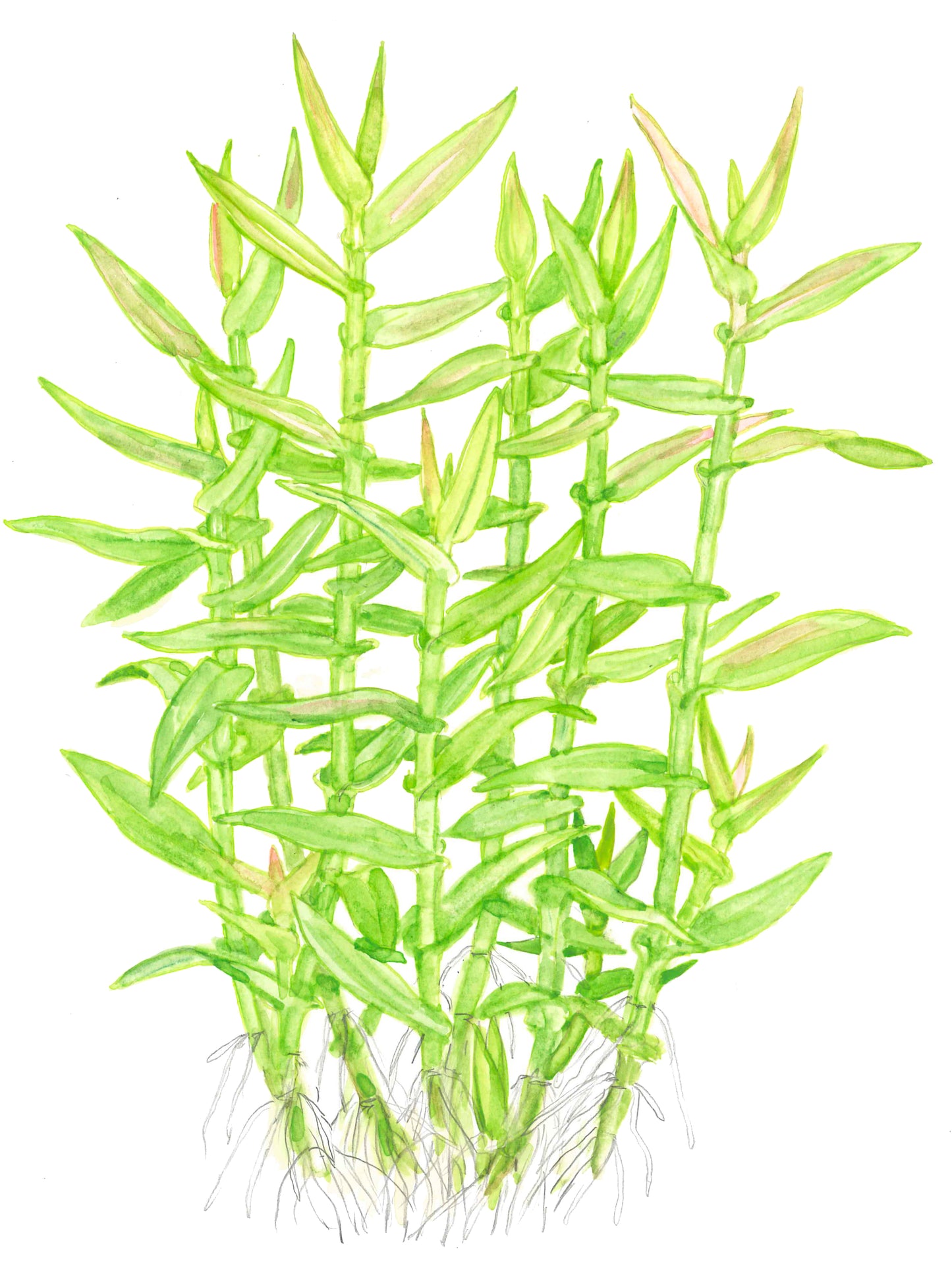 Murdannia keisak Tropica