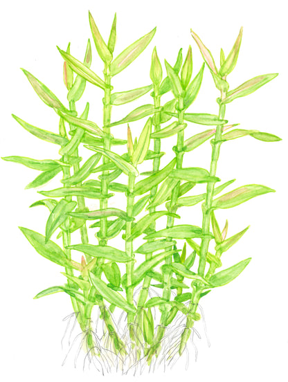 Murdannia keisak Tropica