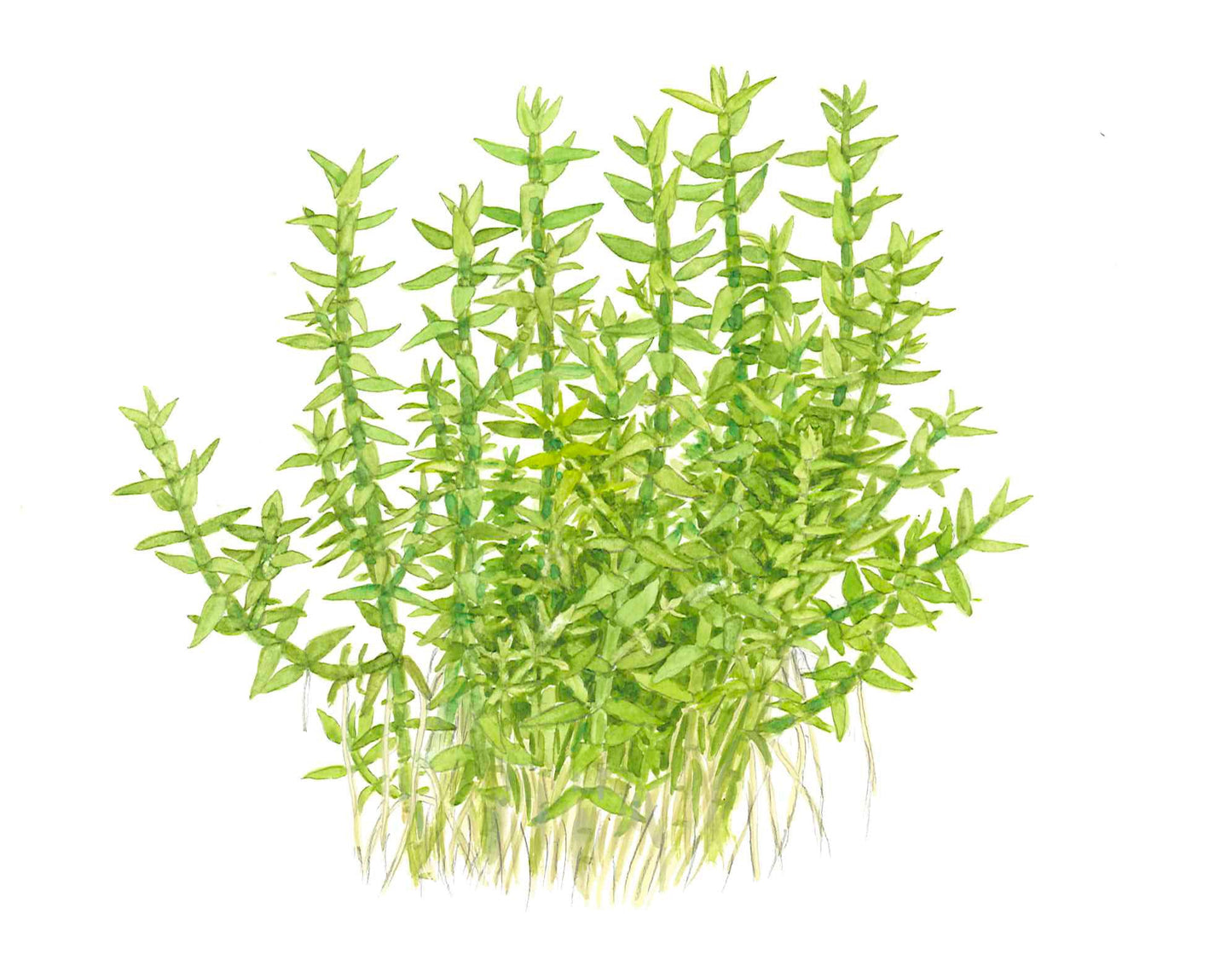 Dennerle Gratiola viscidula Plant-It