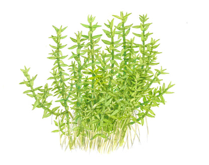 Dennerle Gratiola viscidula Plant-It